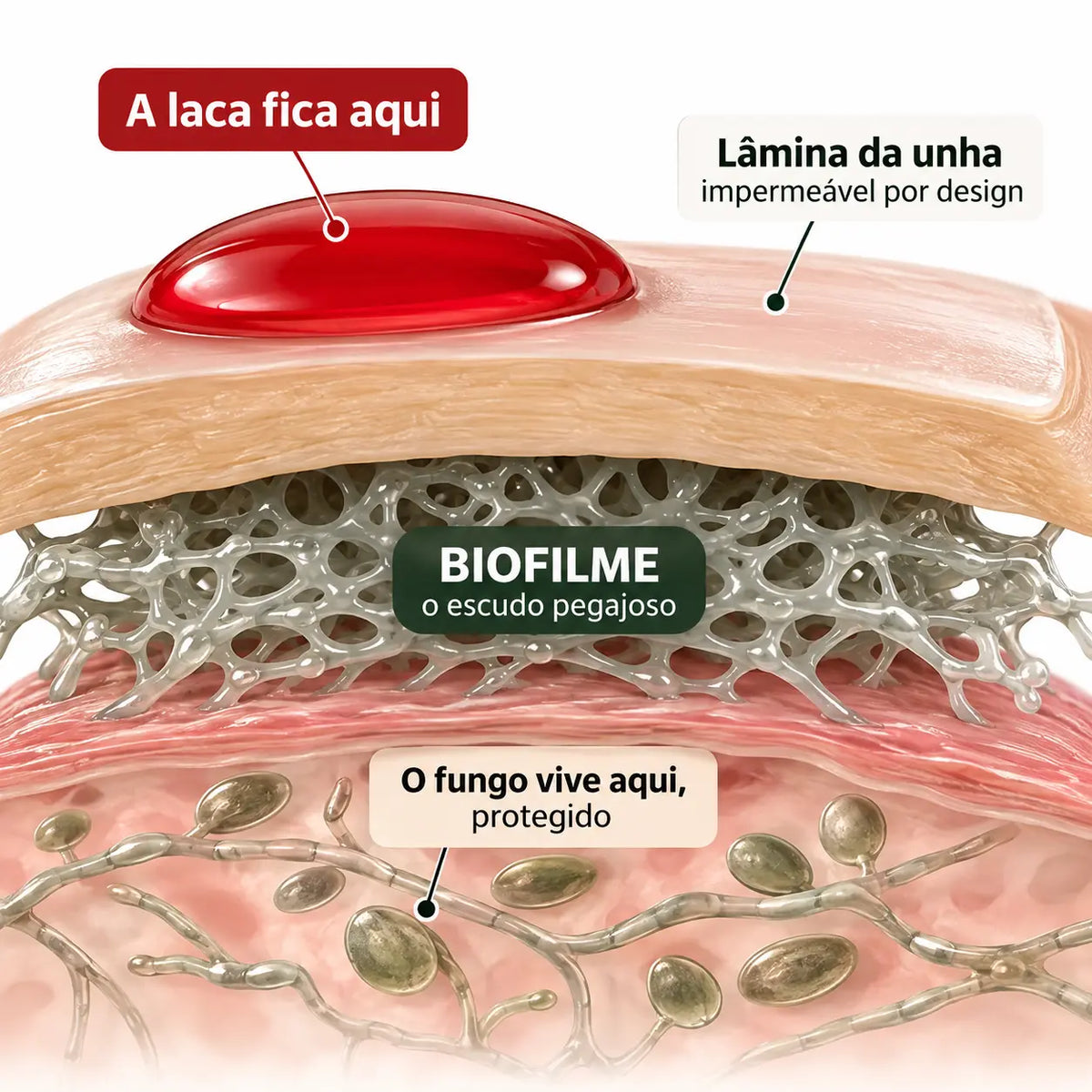 O escudo de biofilme: a camada que trava tudo o que aplicas por cima